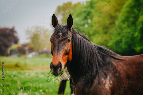 Bay horse in the field with a mouth full of fresh grass