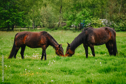 Two friendly horses grazing in meadow