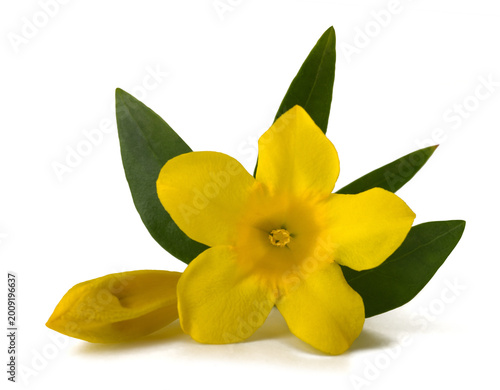 Fotografia Yellow jessamine flowers
