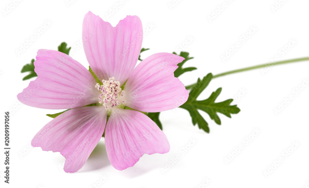 Obraz premium Greater musk mallow flower