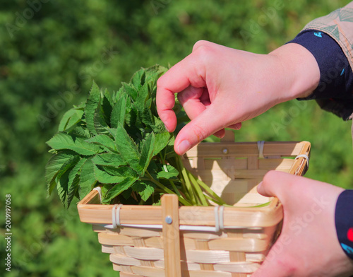 Hands Holding Wooden Basket Filled with Freshly Foraged Ground Elder Aegopodium Podagraria Leaves - Wild Plant Foraging and Nature Education in Spring