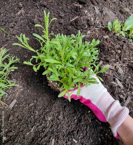Planting Lavender Seedlings in Garden Soil, Hand Holding Young Herb Plant Close Up
