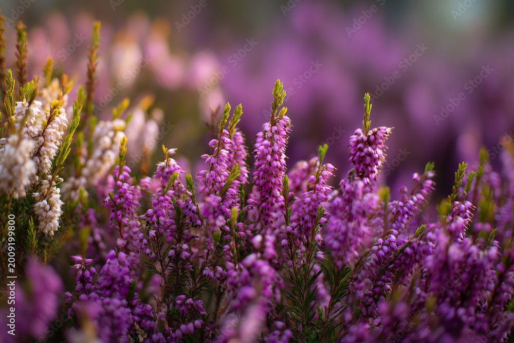 Obraz premium Colorful heather plants available at garden center 