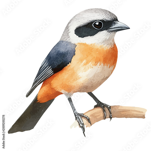 Tableau sur toile watercolor of Shrike painting, isolated on a white background.