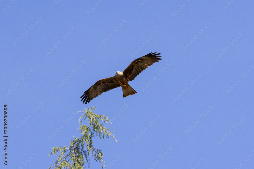 Fototapeta premium Black kite raptor spreading wings while flying in blue sky