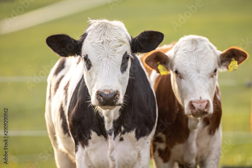 Young cows grazing on meadow in free range system sustainable livestock farming and local meat production