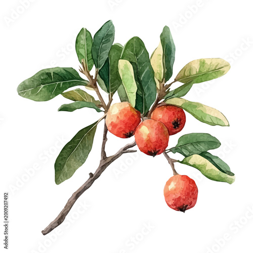 Schilderij op canvas watercolor of Arbutus draw graphic, isolated on a white background