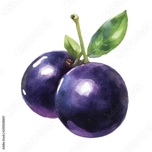 Canvas Print Acai Berry, watercolor illustration featuring soft shadows and luminous, isolated on a white background