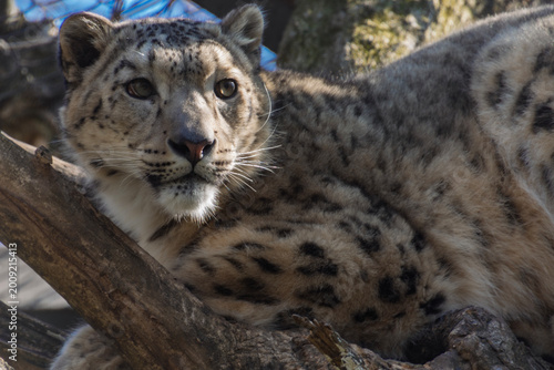 Photos Snow leopard or Irbis