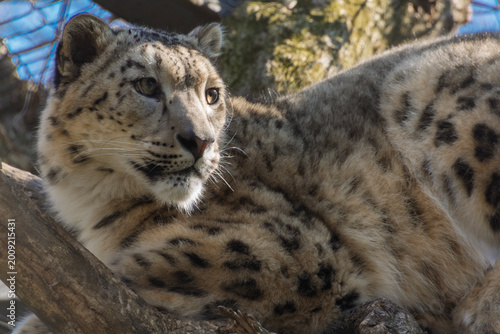 Photos Snow leopard or Irbis