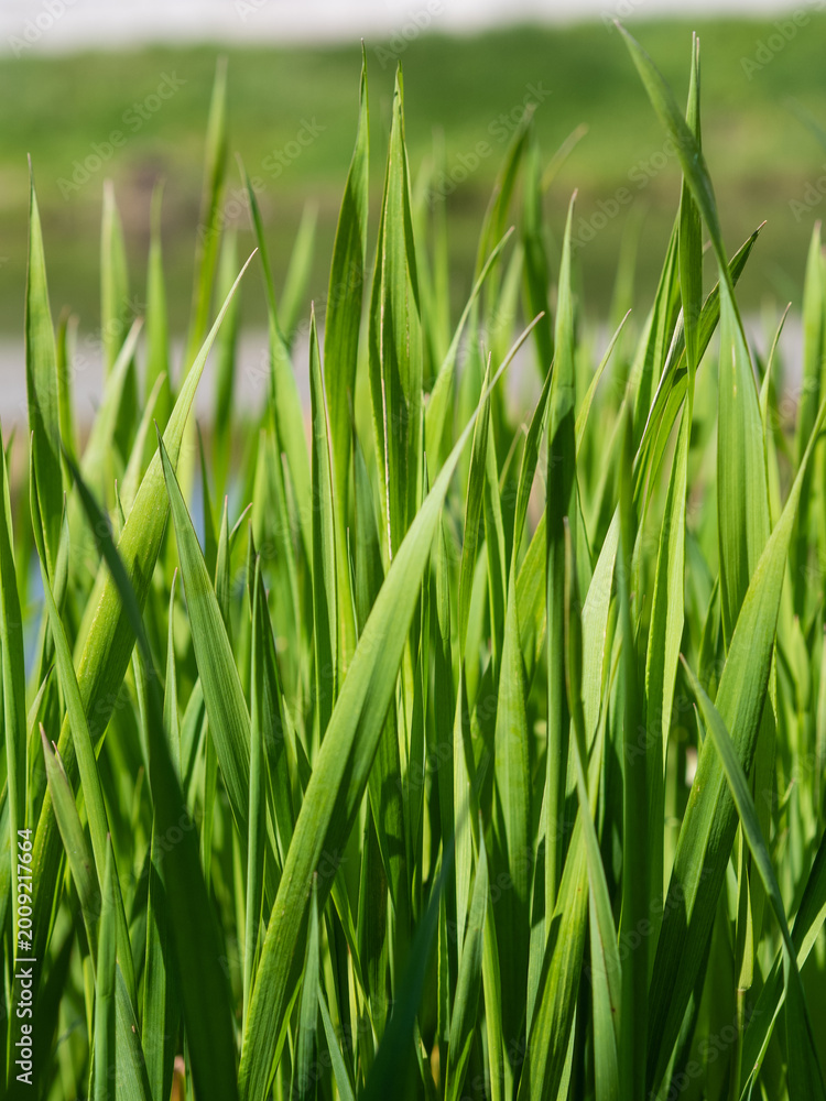 Obraz premium fresh green grass macro