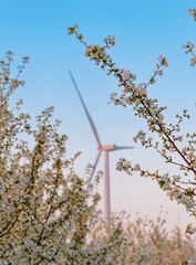 Crédence de cuisine Pantone 2025 Mocha Mousse Wind turbine generating renewable energy framed by branches with beautiful white cherry blossoms blooming during spring season  © EdNurg