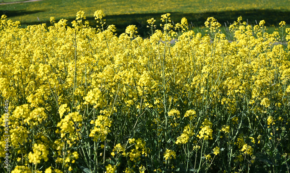 Obraz premium vibrant yellow canola field in bloom under sunny blue sky on a bright spring day