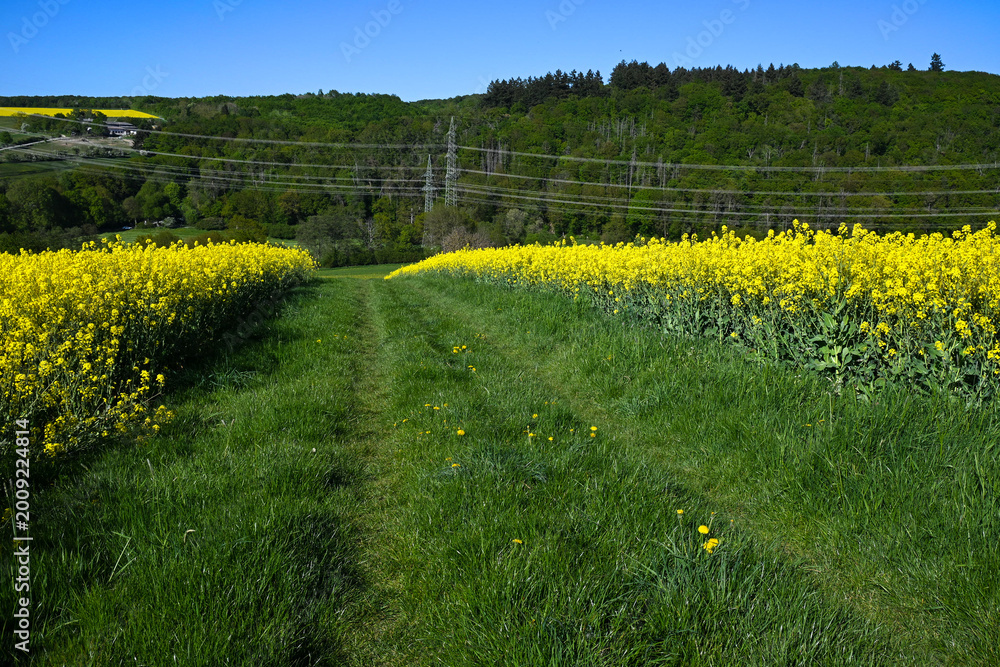 Obraz premium picturesque rural landscape with yellow flower fields on a sunny day under blue sky