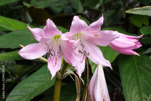Fotografie Spectacular light pink flowers of the Amaryllis belladonna, also knows as a Belladonna lily, in a garden in Magoebaskloof, South Africa