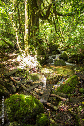 Weathered wobbly bridge, crossing a small stream in the forests of Magoebaskloof in South Africa.