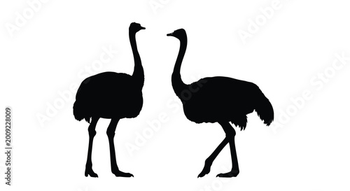 Obraz na płótnie Two ostriches facing each other black silhouette against a white background silh