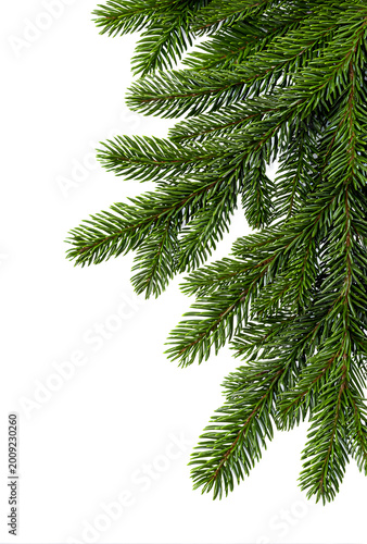 Green pine tree branch, festive holiday background