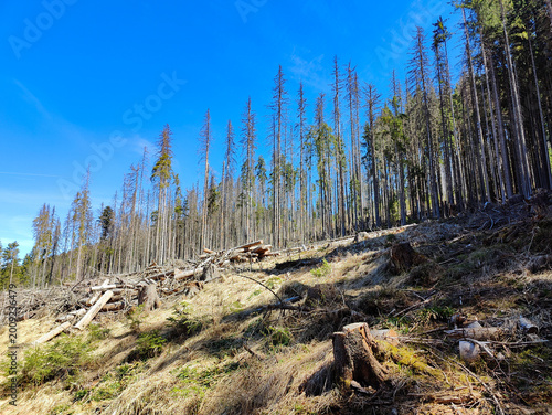 Obraz na plátne A sunlit hillside forest featuring tall pine trees, fallen logs, and tree stumps under a clear blue sky