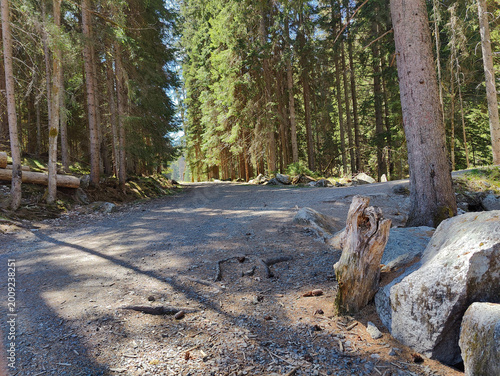 Fotografie A serene forest trail winds through tall evergreen trees, dappled sunlight illuminating the gravel path
