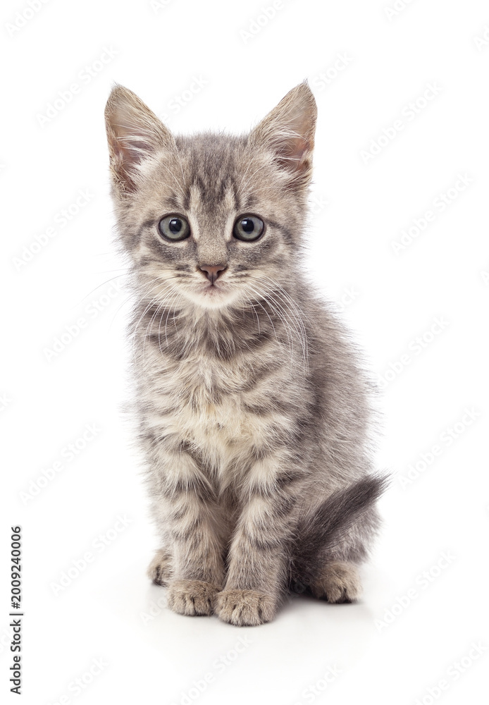 Fototapeta premium Small grey tabby kitten sitting and looking at the camera.