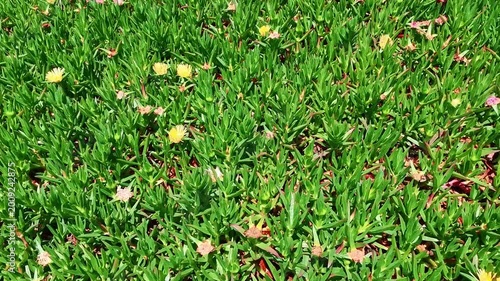 A vibrant top-down view of lush coastal groundcover on an Atlantic island, featuring dense green succulent leaves interspersed with small yellow and pink wildflowers.