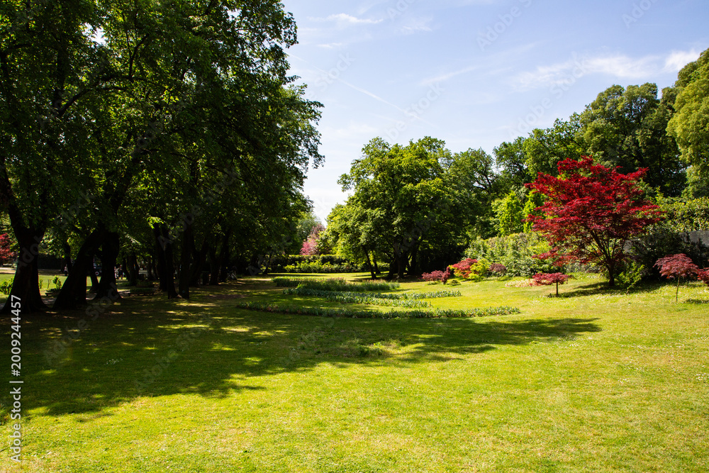 Fototapeta premium Red Japanese Maple and deciduous trees in a sunny public park landscape during daylight.