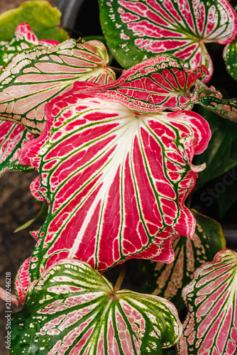 фотографія Caladium bicolor vivid crimson-red variegated leaves with green veining and white zones, vertical format