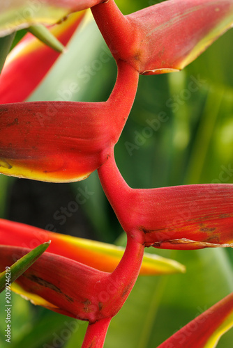 Canvas Print Heliconia bracts macro - vivid red-orange boat-shaped forms, yellow-green tips, abstract botanical composition