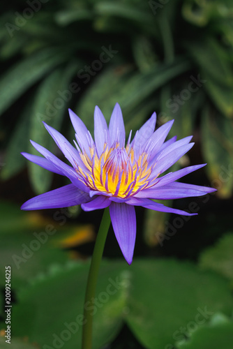 Nymphaea caerulea open bloom against bright green garden foliage, natural daylight. Lavender petals, golden center. Aquatic garden photography, Thailand botanical.