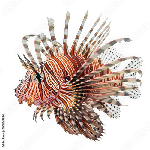 Lionfish with vibrant orange and brown stripes isolated on transparent background, PNG