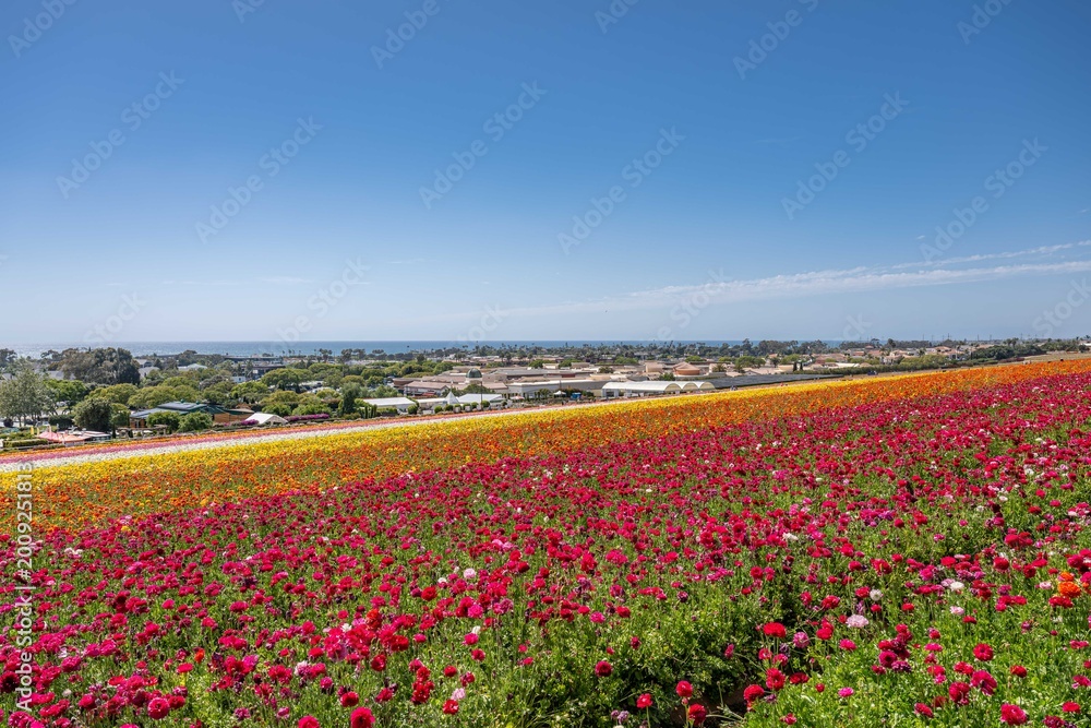 Fototapeta premium flower field