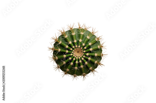 Green cactus succulent plant top view transparent background
