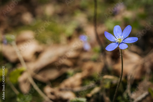 Vászonkép Single blue flower with five petals and a yellow center grows amidst dried leave