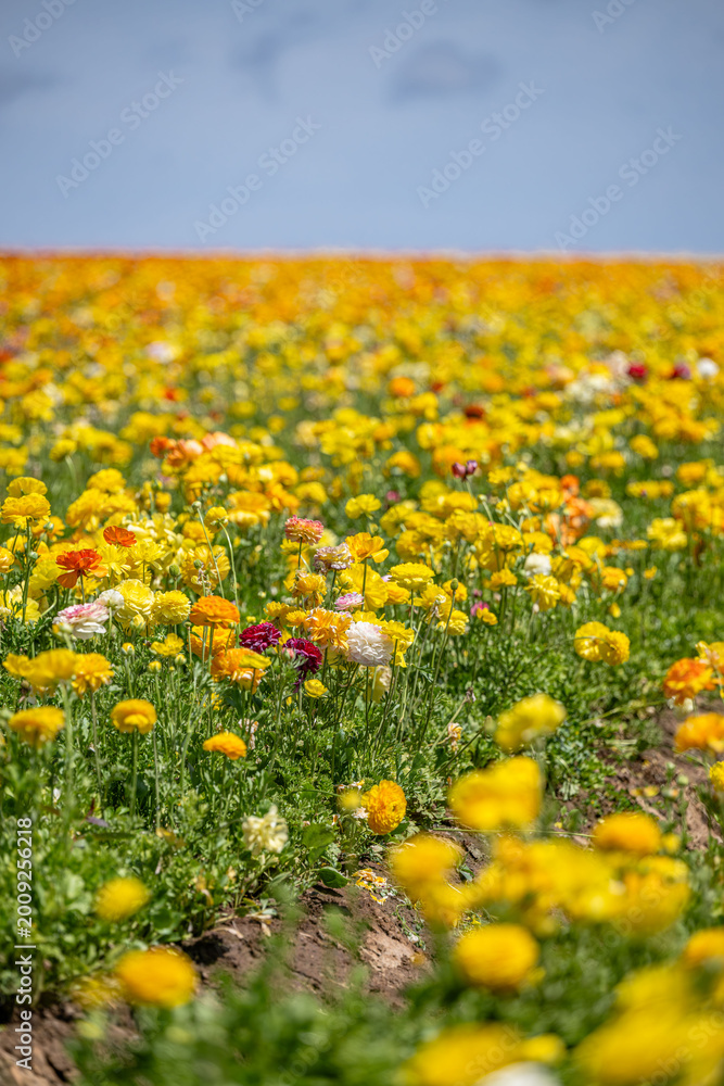 Obraz premium yellow flower field