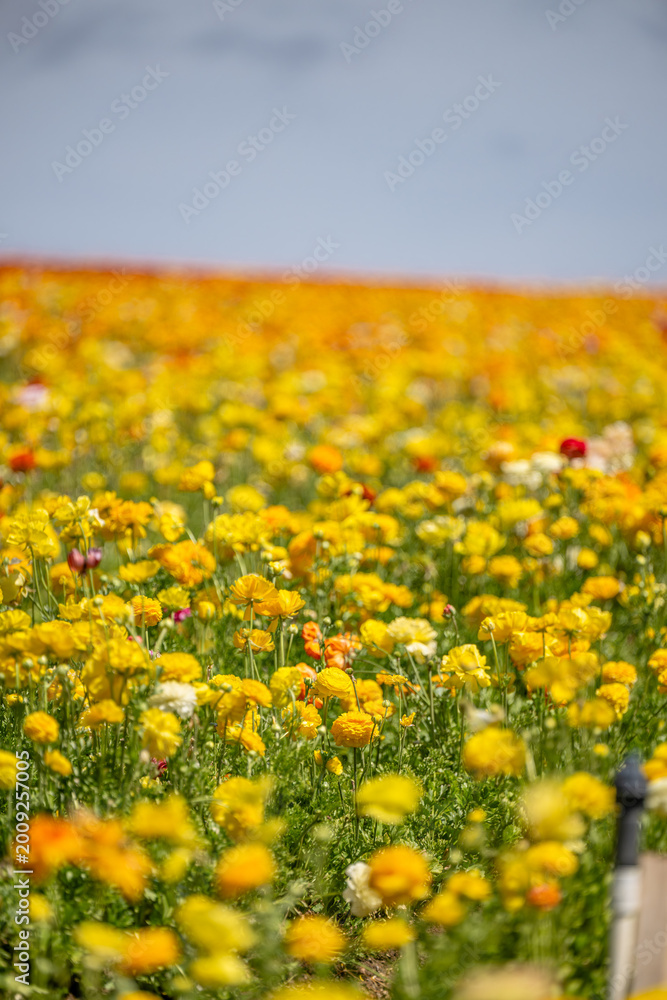 Fototapeta premium yellow flower field