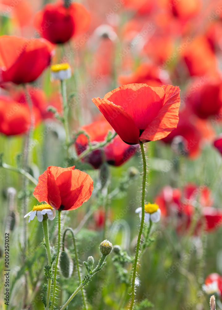 Naklejka premium Delicate Red Poppy Macro – Blurred Nature Background Scene