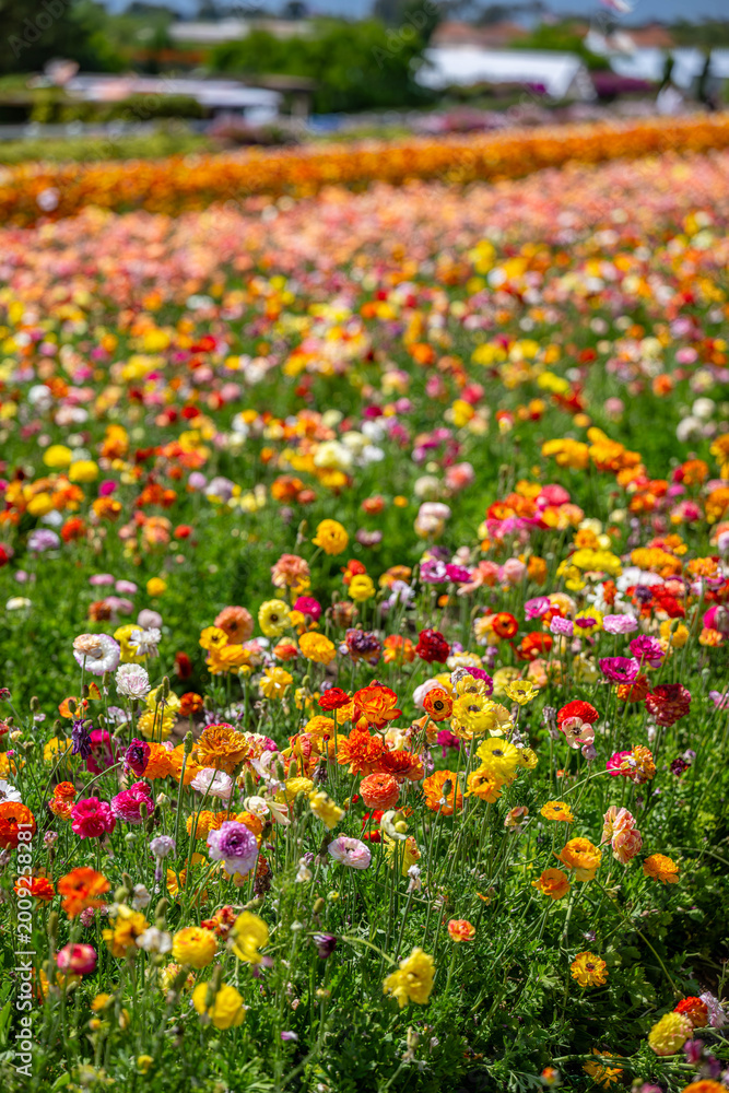 Obraz premium flower field