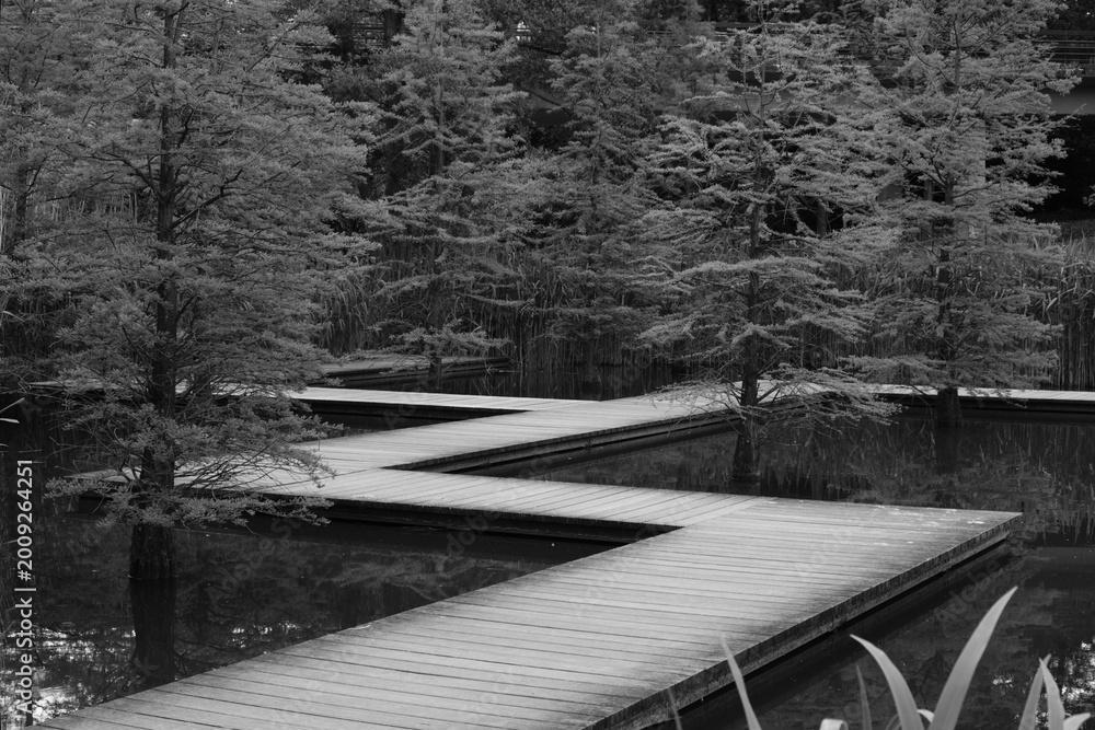 Fototapeta premium Wooden Boardwalk over Swamp in Black and White in Grugapark Essen