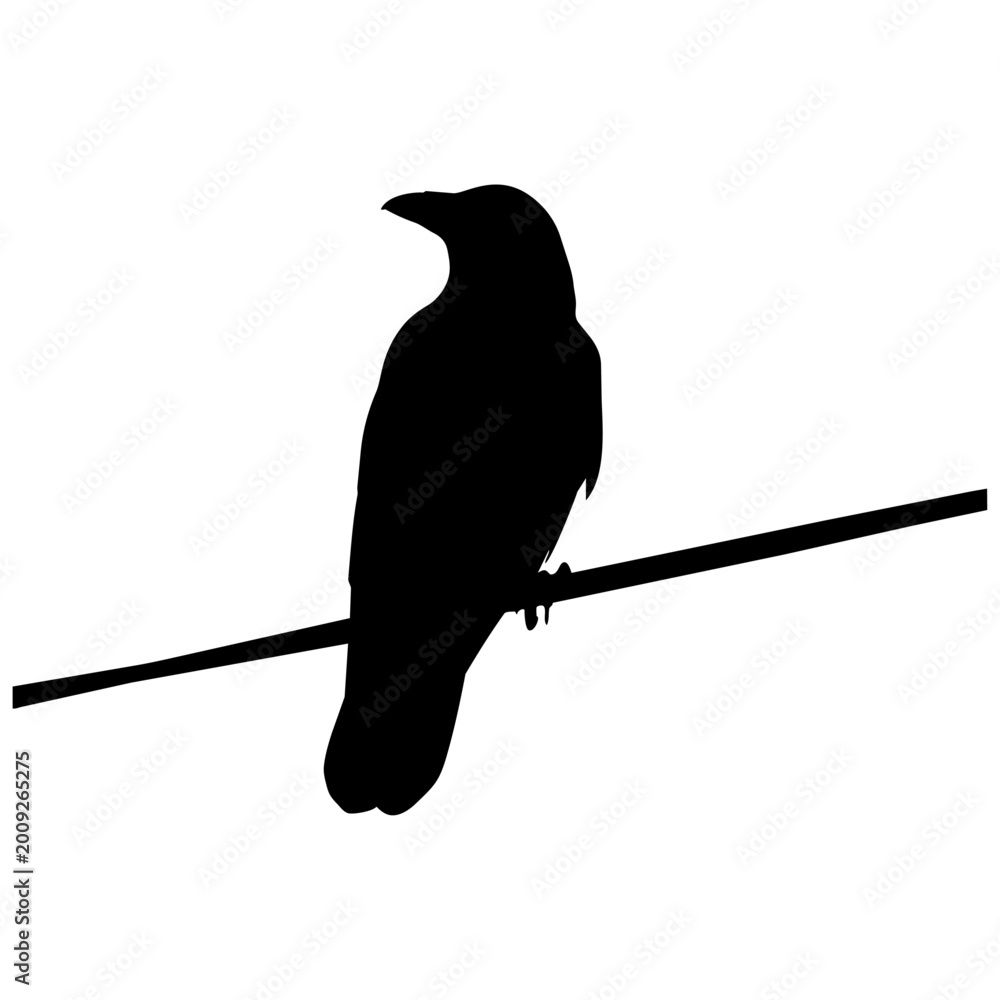 Obraz premium Black silhouette bird perched on a thin wire isolated on transparent background, Vector