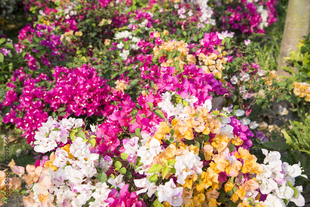 Fototapeta premium Vibrant bougainvillea flower clusters in a sunny garden