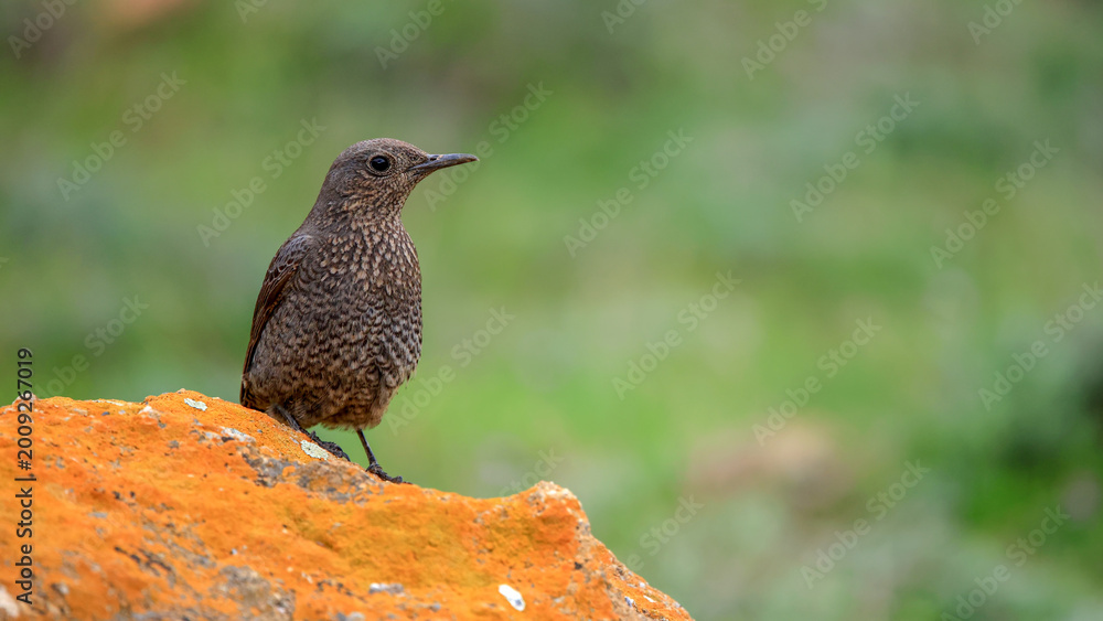 Naklejka premium Blue Rock Thrush bird perching on rock 