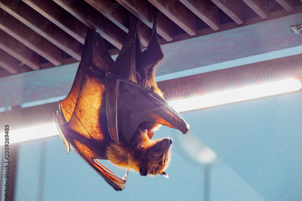 Fototapeta premium Bat, also known as a flying fox, hanging upside down, illuminated by bright sunlight creating a halo effect