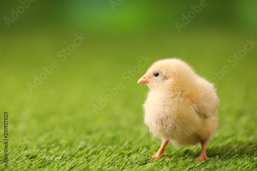 Fotografi Baby animal