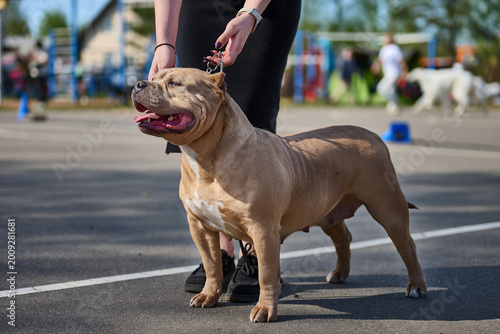 A tan American Bully dog stands proudly with its handler at an outdoor dog competition. The muscular canine is panting on a bright, sunny day on an asphalt ground