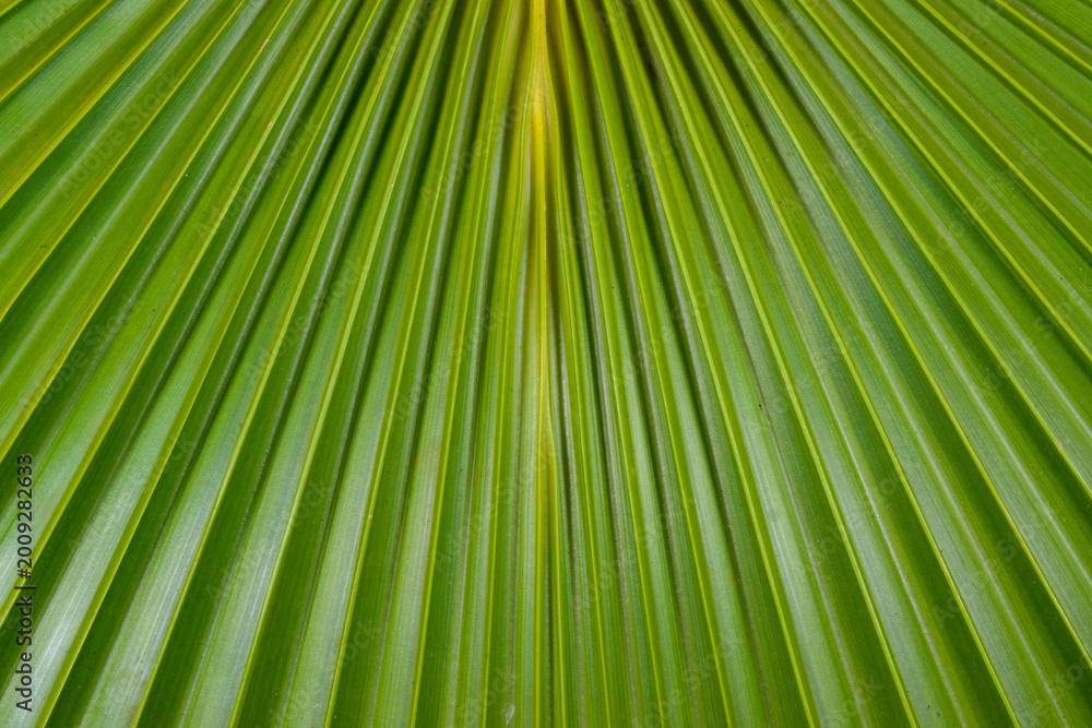 Fototapeta premium A close-up photograph of a vibrant green palm leaf, highlighting its natural textures and linear patterns.