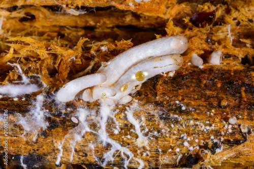 Photos Germinating young agaricoid basidiomata emerging from hyphae on decaying wood be