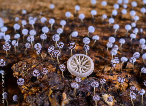 Valokuva Hohenbuehelia cyphelliformis fungus and slime molds (Myxomycota) Didymium squamu