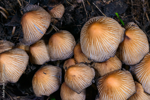 Fotografie A group of glistening inkcap mushrooms Coprinellus micaceus growing beneath a decaying tree
