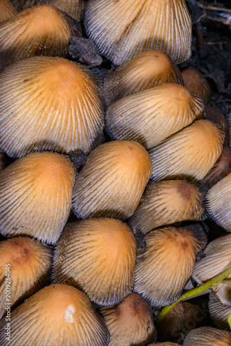 Fotografie A group of glistening inkcap mushrooms Coprinellus micaceus growing beneath a decaying tree